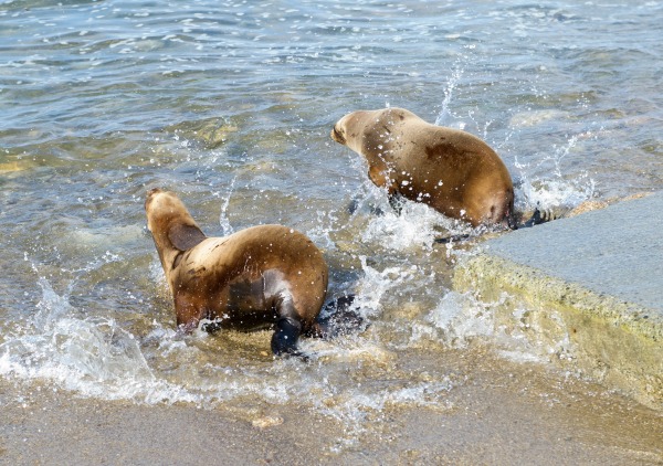 TMMC release double