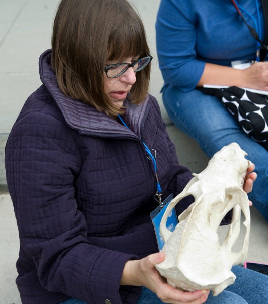 TMMC skull