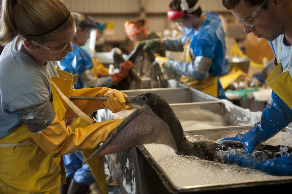 Crews work to clean oiled birds. Credit: Joel Sartore/National Geographic Creative